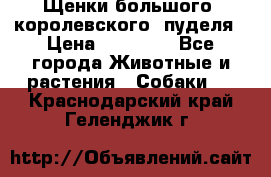 Щенки большого (королевского) пуделя › Цена ­ 25 000 - Все города Животные и растения » Собаки   . Краснодарский край,Геленджик г.